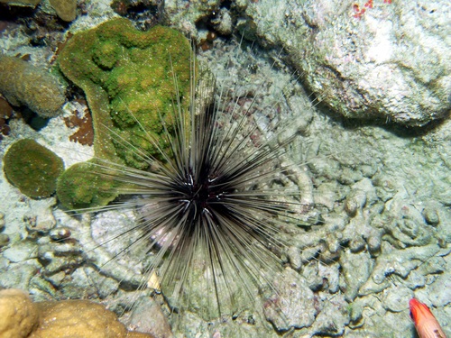 Diadema antillarum