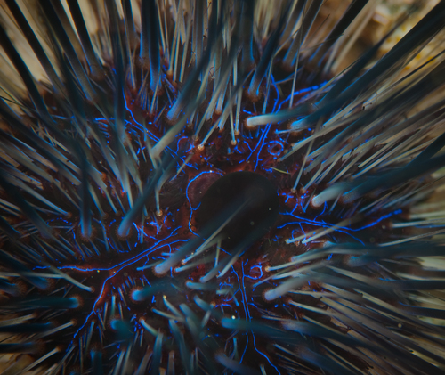 Atlantic Long-spined Sea Urchin, photo 2 of 10