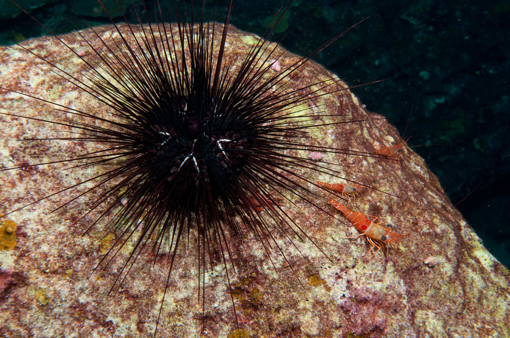 Photo of a Atlantic Long-spined Sea Urchin