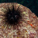 Atlantic Long-spined Sea Urchin - Photo NOAA, no known copyright restrictions (public domain)
