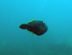 Eubalichthys bucephalus