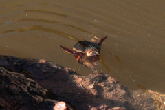 Dytiscus marginicollis