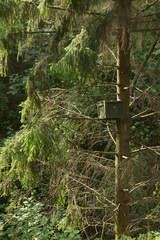 Picea × fennica