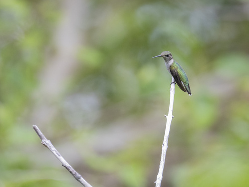Ruby-throated Hummingbird photographed in Florida