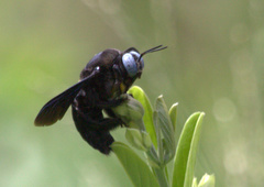 Xylocopa tenuiscapa