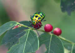Chrysocoris stockerus