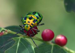 Chrysocoris stockerus