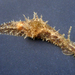 Stylocheilus striatus - Photo (c) Robin Gwen Agarwal,  זכויות יוצרים חלקיות (CC BY-NC), הועלה על ידי Robin Gwen Agarwal
