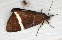 Coenotoca subaspersa