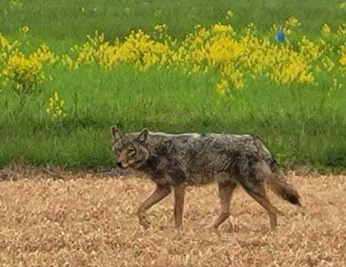 Coyote photographed in Delaware