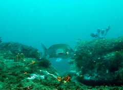 Nemadactylus douglasii