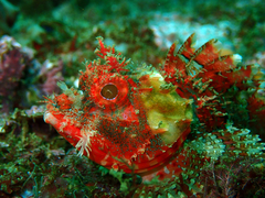 Red Rock-Cod photo 3