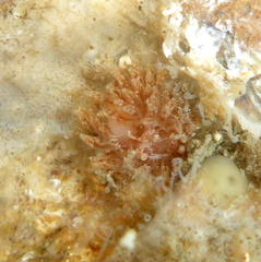 Caldukia affinis