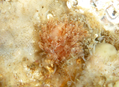 Caldukia affinis