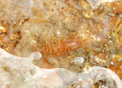 Caldukia affinis