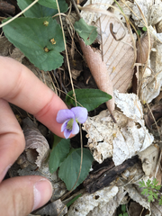 Viola nephrophylla