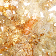 Caldukia affinis