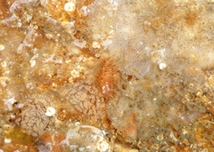 Caldukia affinis