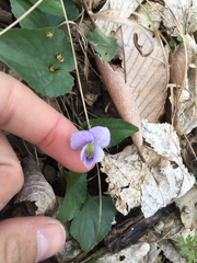 Viola nephrophylla