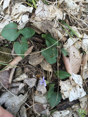 Viola nephrophylla