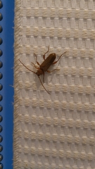 Phymatodes testaceus