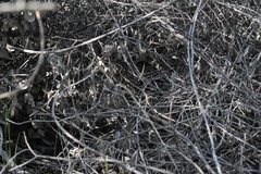 Masticophis lateralis