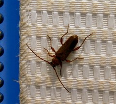 Phymatodes testaceus