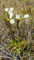 Gentianella angustifolia