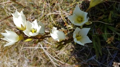 Gentianella angustifolia