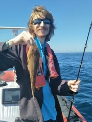 Platycephalus caeruleopunctatus