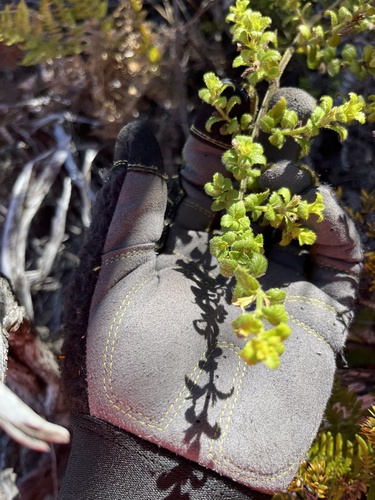 Stenogyne microphylla observed 2023-10-11