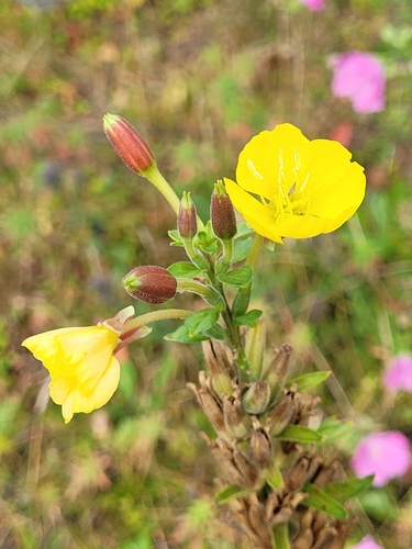 Oenothera × fallax iNat (2)