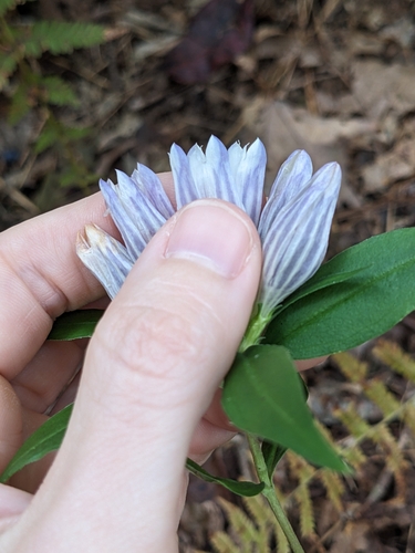 Image of Gentiana decora by (c) Alaina Krakowiak, some rights reserved (CC BY)