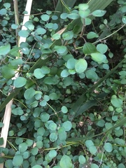 Teucrium parvifolium