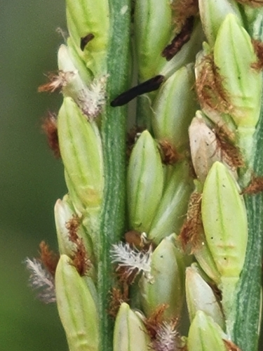 Image of Paspalum monostachyum by (c) Jay Horn, some rights reserved (CC BY)