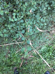 Teucrium parvifolium