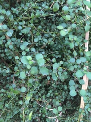 Teucrium parvifolium