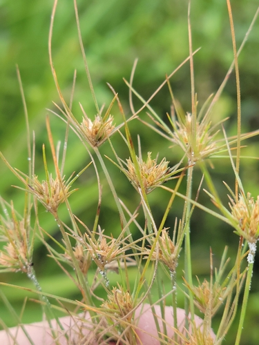 Sandy field hairsedge (Bulbostylis stenophylla)