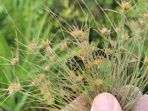 Image of Bulbostylis stenophylla by (c) Jay Horn, some rights reserved (CC BY)