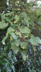 Plagianthus regius regius