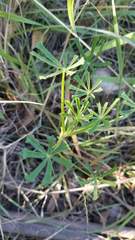 Lupinus truncatus