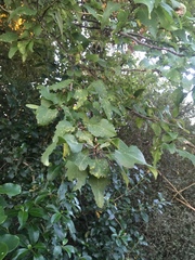 Plagianthus regius regius