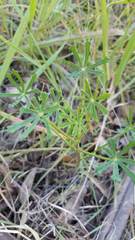 Lupinus truncatus