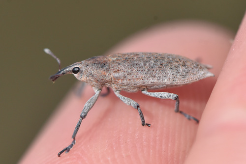 Lixus caudifer