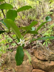Mascarenhasia