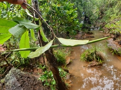 Mascarenhasia