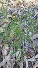 Lupinus truncatus