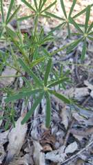 Lupinus truncatus