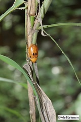 Ancognatha quadripunctata