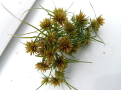 Cyperus psammophilus image